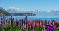 奧拉基／庫克山Lake Tekapo半日小團遊