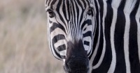 Plettenberg Bay Game Reserve獵遊半天遊