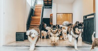 新山HOME by Tales of Paws寵物咖啡館門票