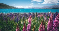 特卡波湖風景區 & Aoraki / Mount Cook山野 & 冰河一日遊