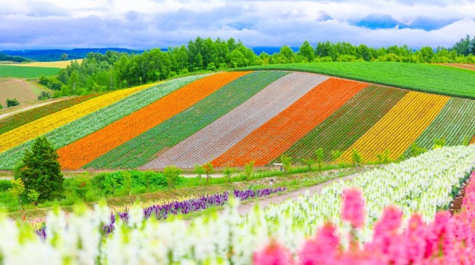 北海道夏季賞花一日遊哈密瓜暢食青池白鬚瀑布四季彩之丘富田農場