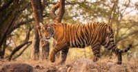 從德里出發：哈里瓦、瑞詩凱詩和吉姆·科比特野生動物園4日遊