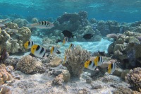 波拉波拉島半日浮潛共享船遊