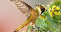 Parque Nacional Natural Sumapaz野生動物 & 自然一日遊