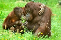 科隆動物園和水族館門票