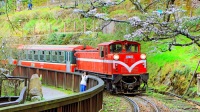 阿里山國家森林遊樂區門票(贈日出餅或入裏茶葉蛋)成人（台灣居民）