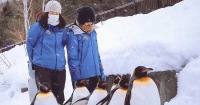 北海道一日遊: 旭山動物園&四季彩之丘&美瑛聖誕樹&森林精靈露台 (札幌出發 可選雪地電單車)