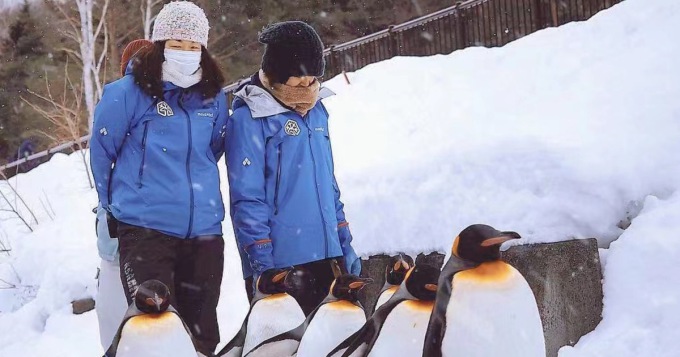 北海道一日遊: 旭山動物園&四季彩之丘&美瑛聖誕樹&森林精靈露台 (札幌出發 可選雪地電單車)