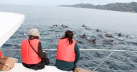 熊本賞海豚