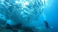 墨寶沙丁魚風暴潛水潛水門票大小同價