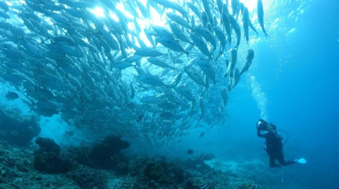 墨寶沙丁魚風暴潛水潛水門票大小同價