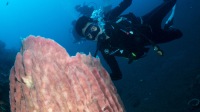 印尼峇里島體驗潛水水肺潛水/浮潛2小時【藍夢島深潛浮潛+圖蘭奔深潛+八丹拜深潛--專業教練指導】