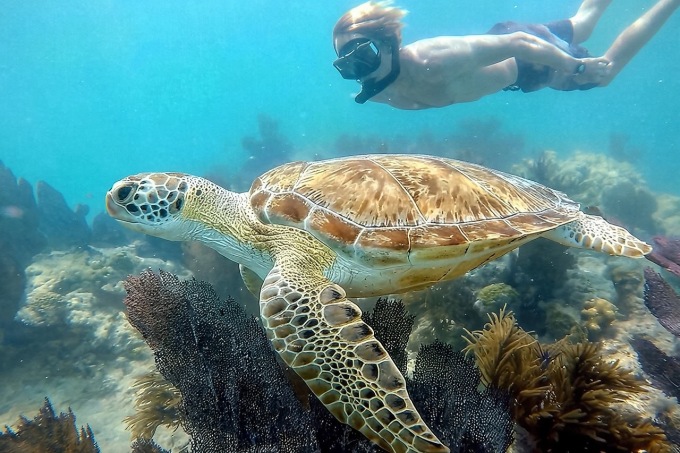 生物學家經營：觀賞海豚及導覽浮潛