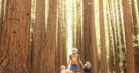 墨爾本雅拉河谷全日雨林與野生動物之旅