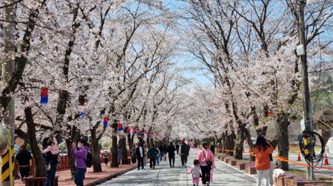 韓國羊駝樂園+金裕貞江村鐵路自行車一日遊 | 首爾出發