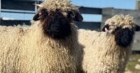 特威澤爾寵物動物園：親手餵食體驗