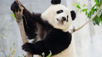【熊貓義工+含接送】大熊貓愛心體驗活動+8小時社工證書|臥龍/都江堰/碧峰峽三選一（線下掃碼專用）