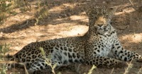 克魯格國家公園半日五大動物遊獵
