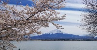 東京富士山全日私人訂製遊