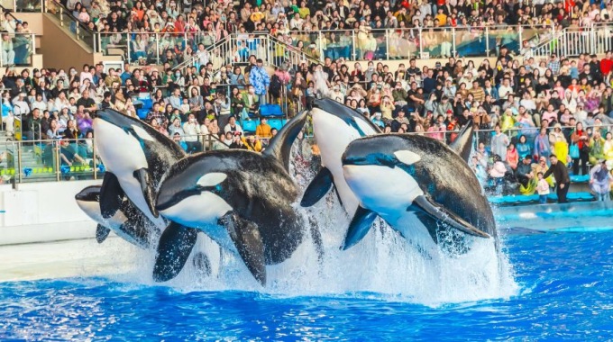 上海海昌海洋公園1日門票（非中國大陸籍人士適用）小童票