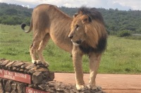 內羅畢國家公園遊獵體驗。免費機場接送。