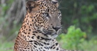 雅拉國家公園野生動物 & 獵遊半天遊