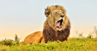 Chrislin African Lodge 全日小型團野生動物園之旅