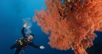 綠島水青潛水浮潛&深潛體驗