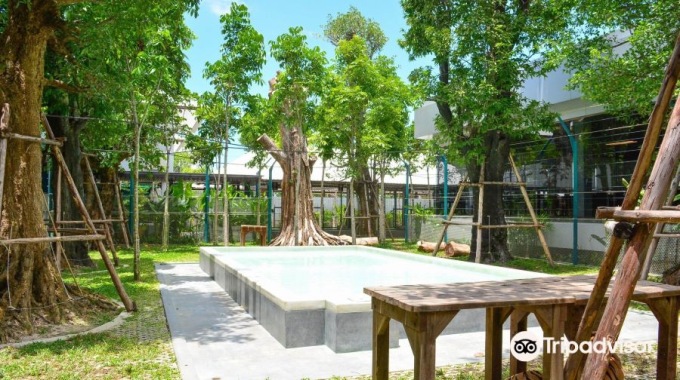 芭堤雅老虎園小老虎互動成人