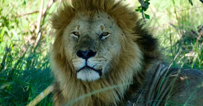4天桑布魯與奧佩傑塔野生動物園之旅：探索肯亞的野性之美