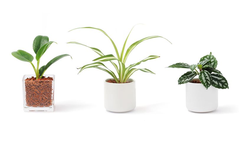 Muji 無印良品 Muji Green 觀葉植物 以植物融入生活空間 時刻感受大自然氣息 觀葉植物的座檯容器設計簡潔 Groupbuya 購物jetso