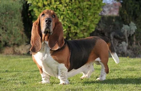 Cómo educar un basset hound: Guía completa para su adiestramiento