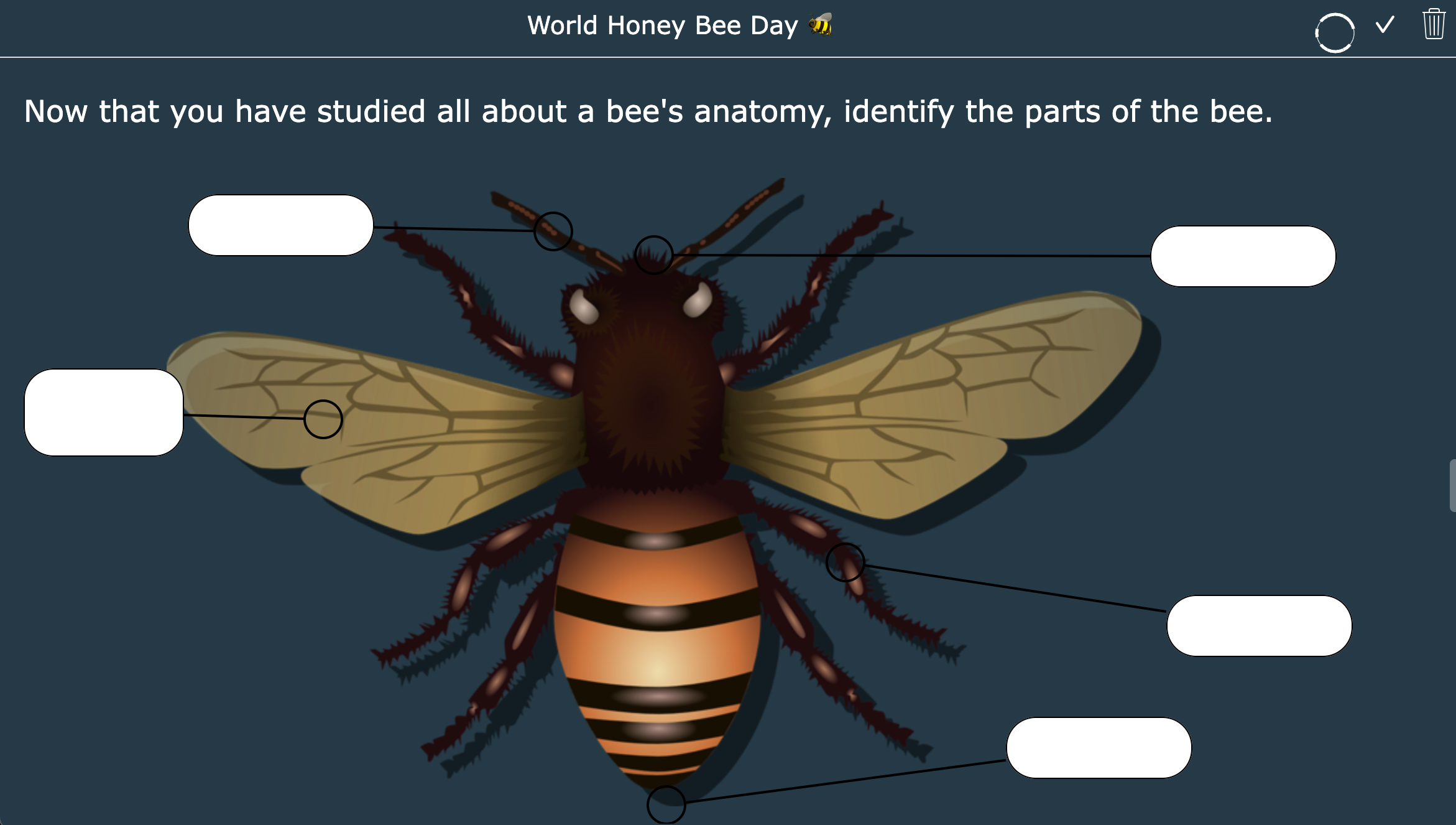 World honey bee day lesson plan