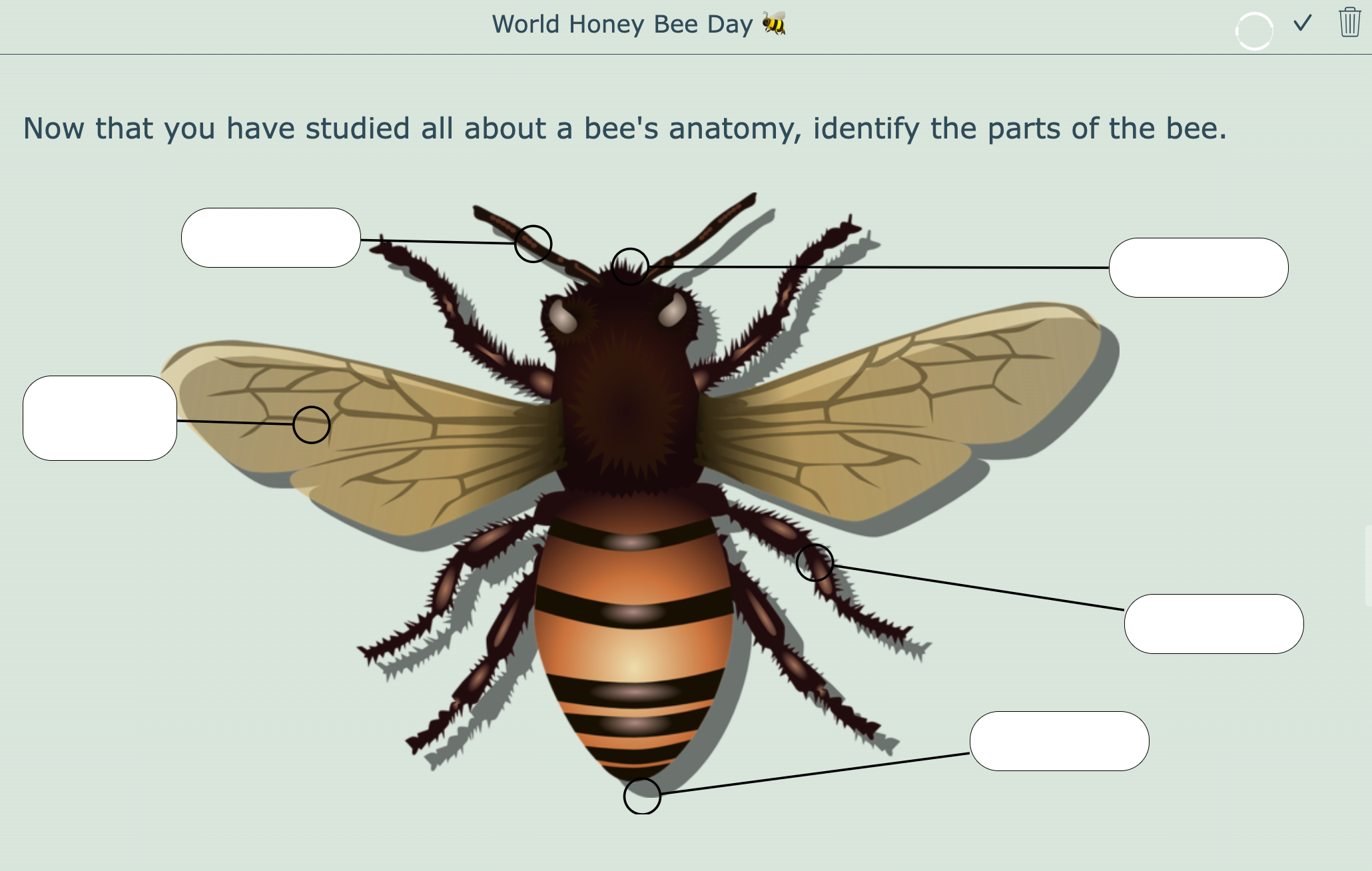 World honey bee day -  digital worksheet