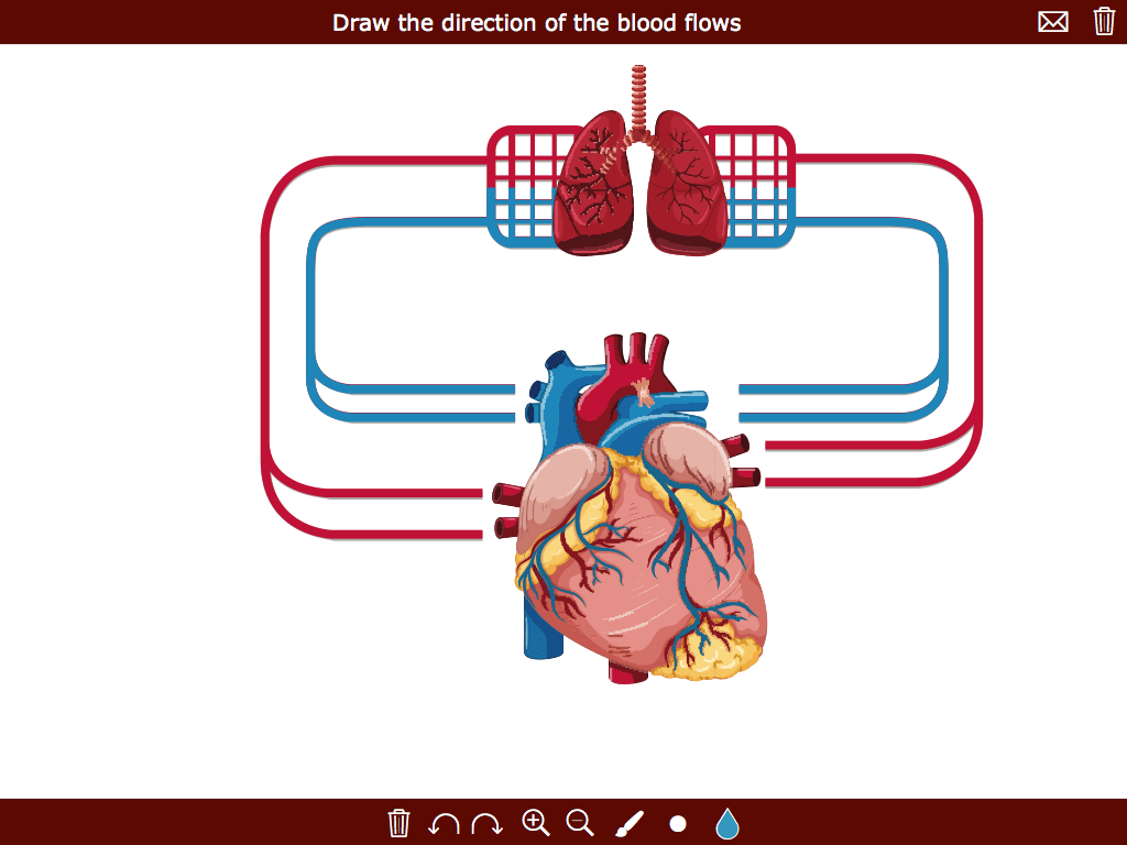 Blood Flow Whiteboard