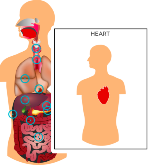 How to make biology interactive