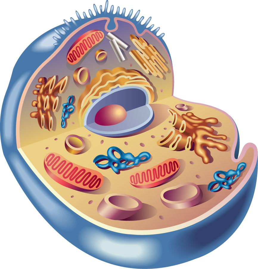 How to make biology interactive