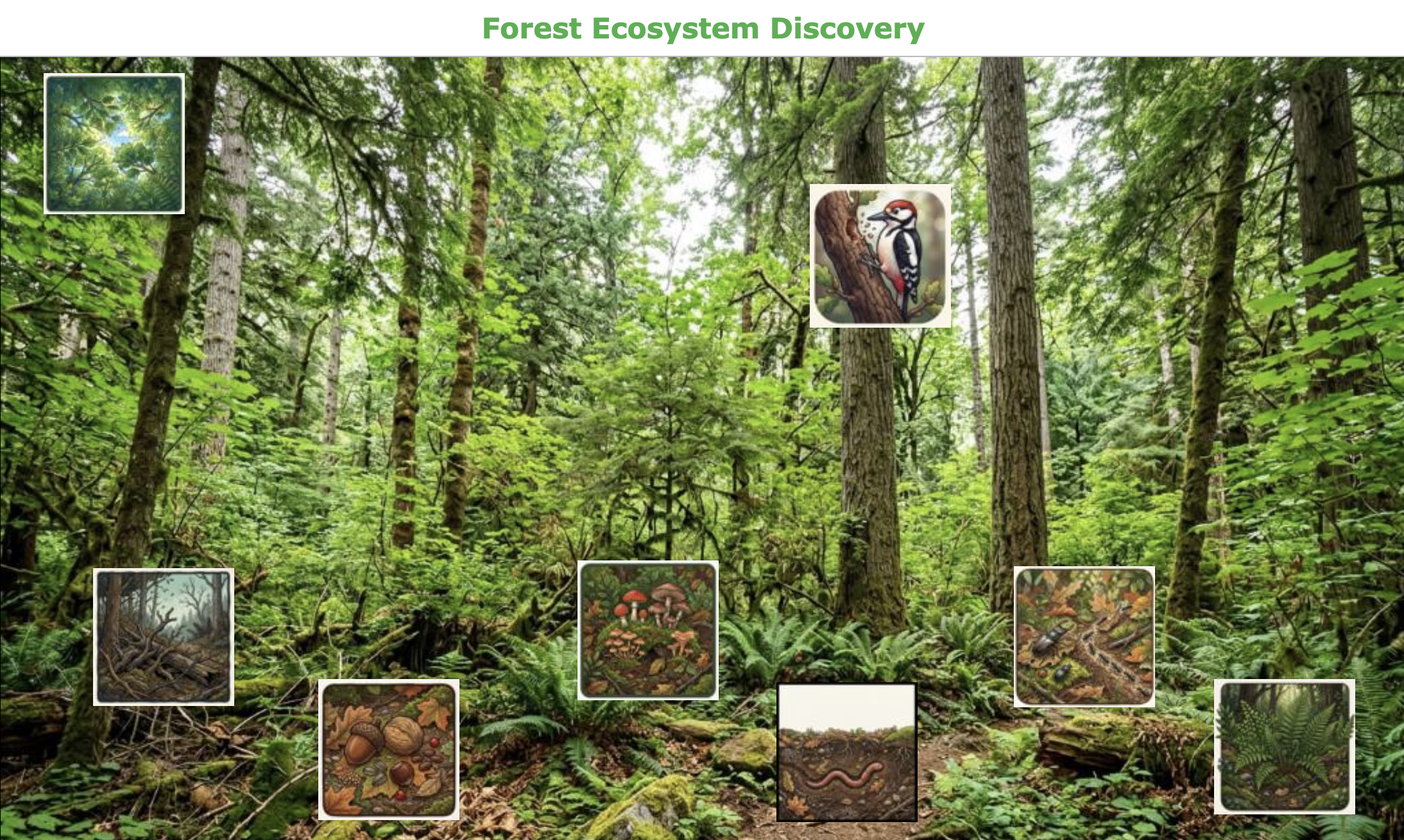 Explore a Forest Ecosystem with this Interactive BookWidgets Hotspot Image
