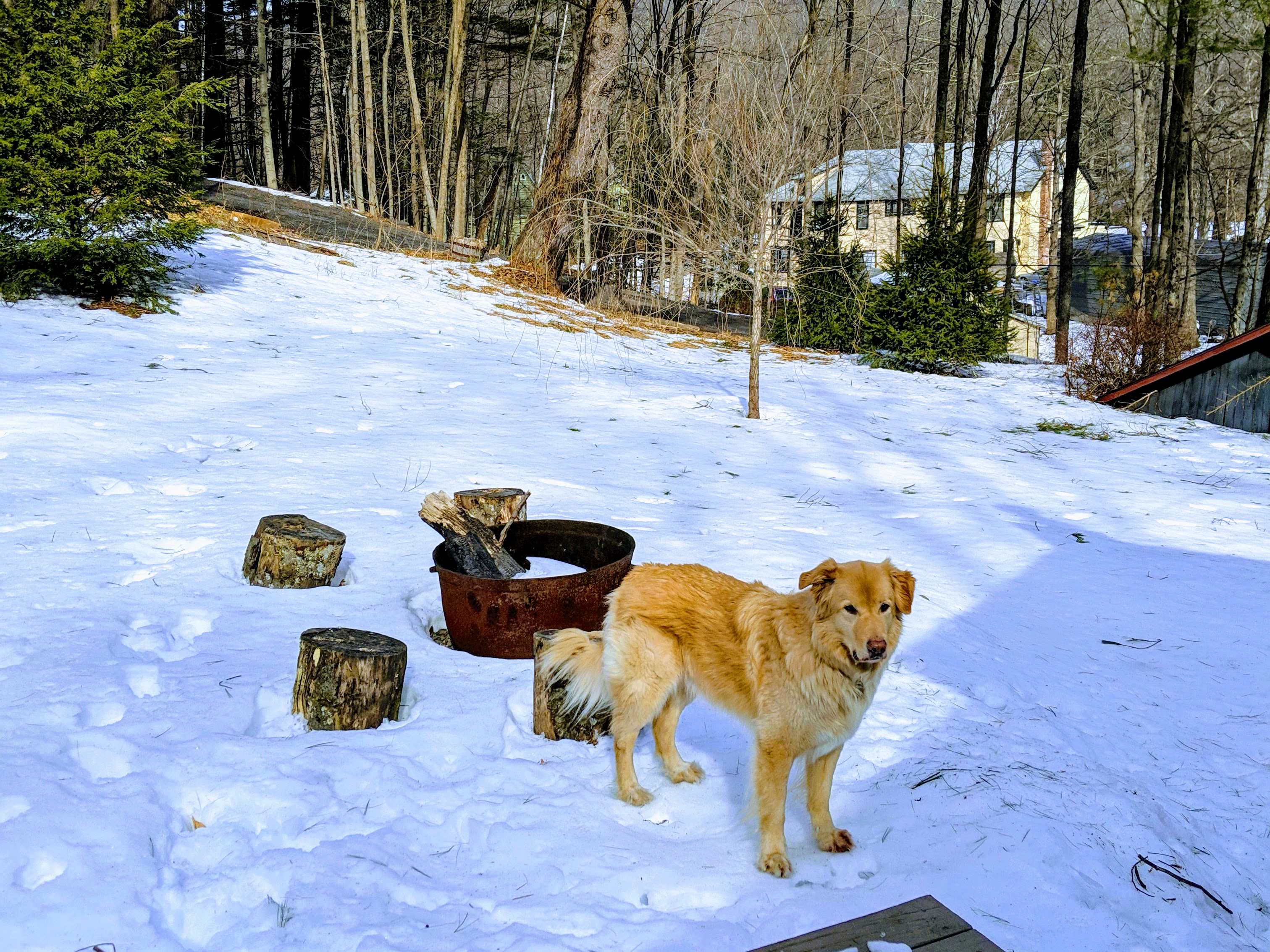 Finn the dog, contemplating the meaning of snow in the Catskills.