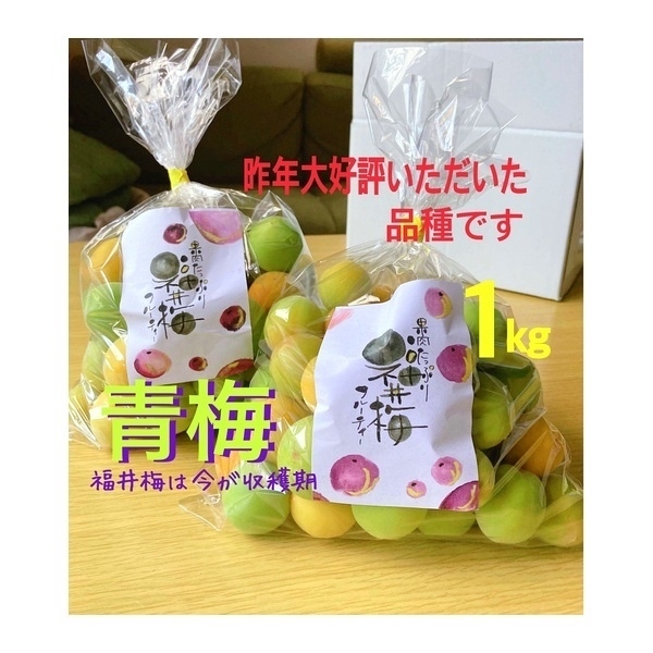 福井梅（青梅）１kg 肉厚で香り高い品種です