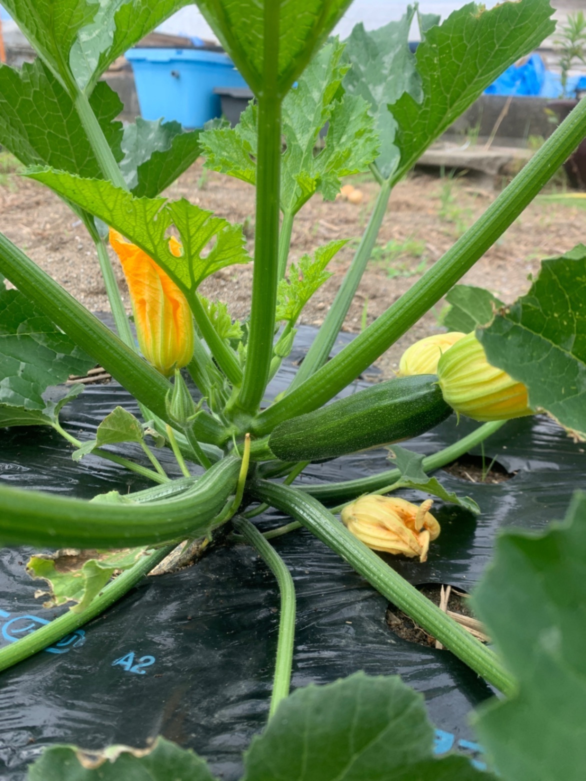 新鮮野菜セット（おひとり様BOX）