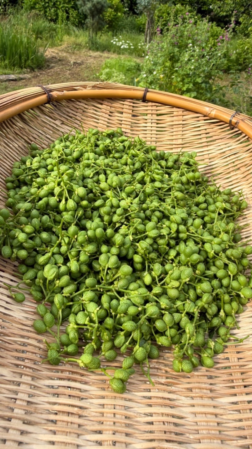 【完全無農薬・新潟寺泊産】山椒の実 300g｜採れたて・里山育ち