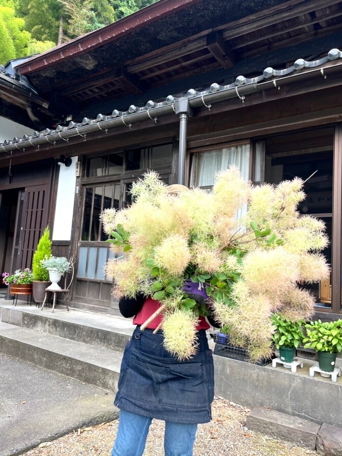 【予約販売】スモークツリー 切り枝15本セット 里山直送／ふわふわ花穂・ドライフラワーにも
