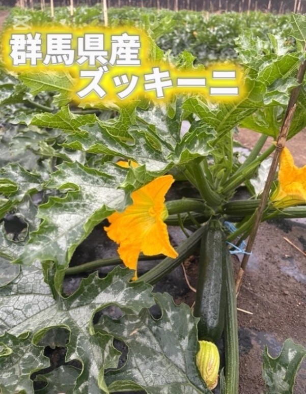 朝採り！群馬県産ズッキーニ 10本
