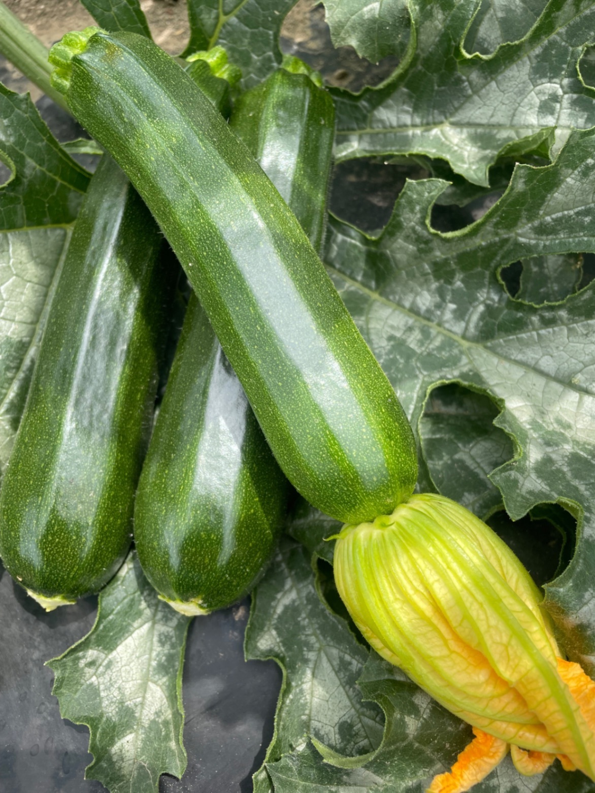 朝採り！群馬県産ズッキーニ 10本