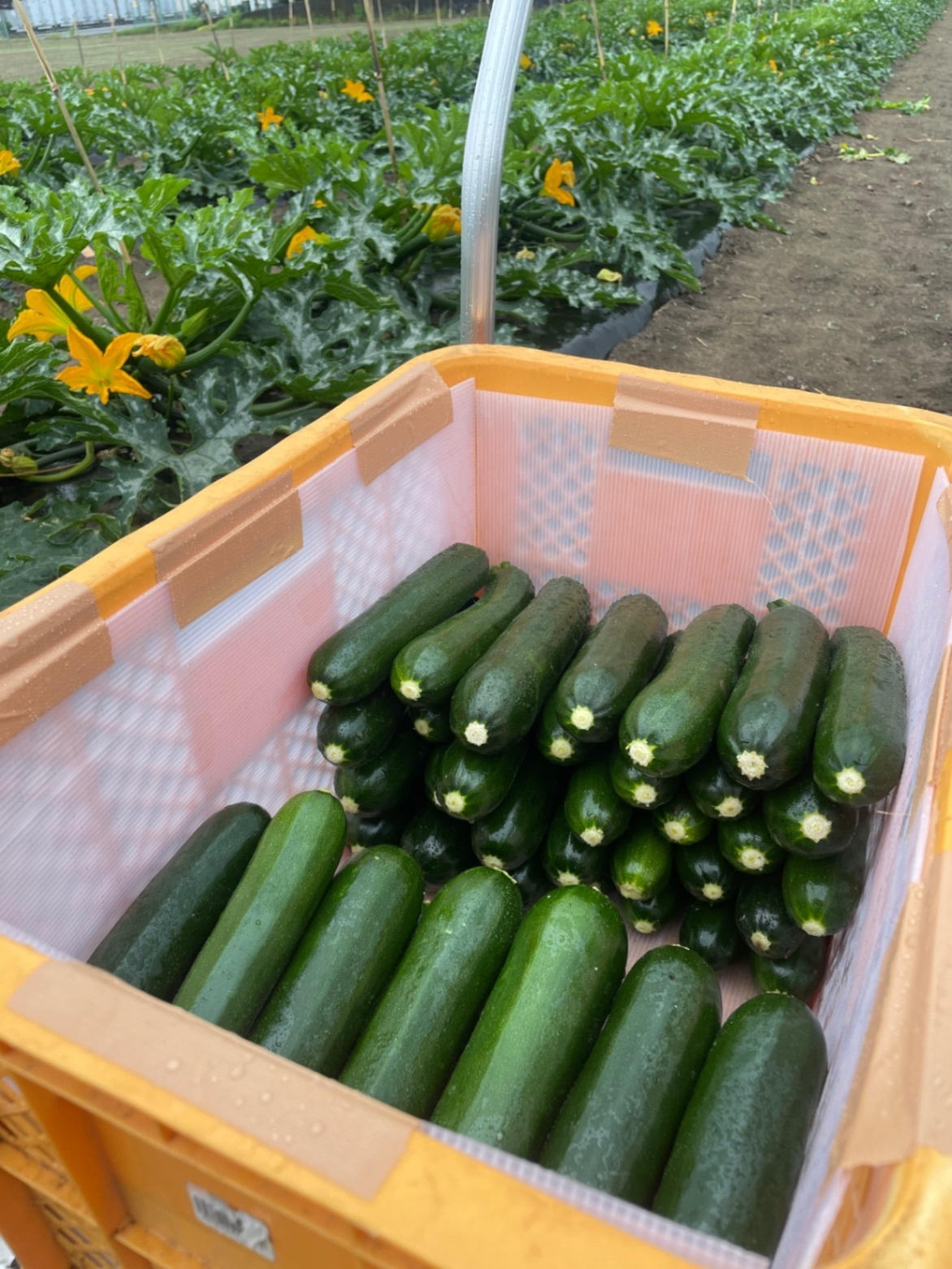 朝採り！群馬県産ズッキーニ 10本