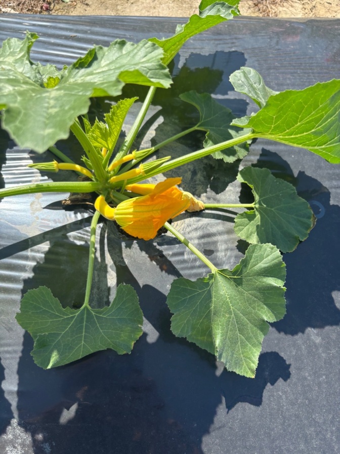 🥒 初夏の採れたて野菜セット【農園受取歓迎】
