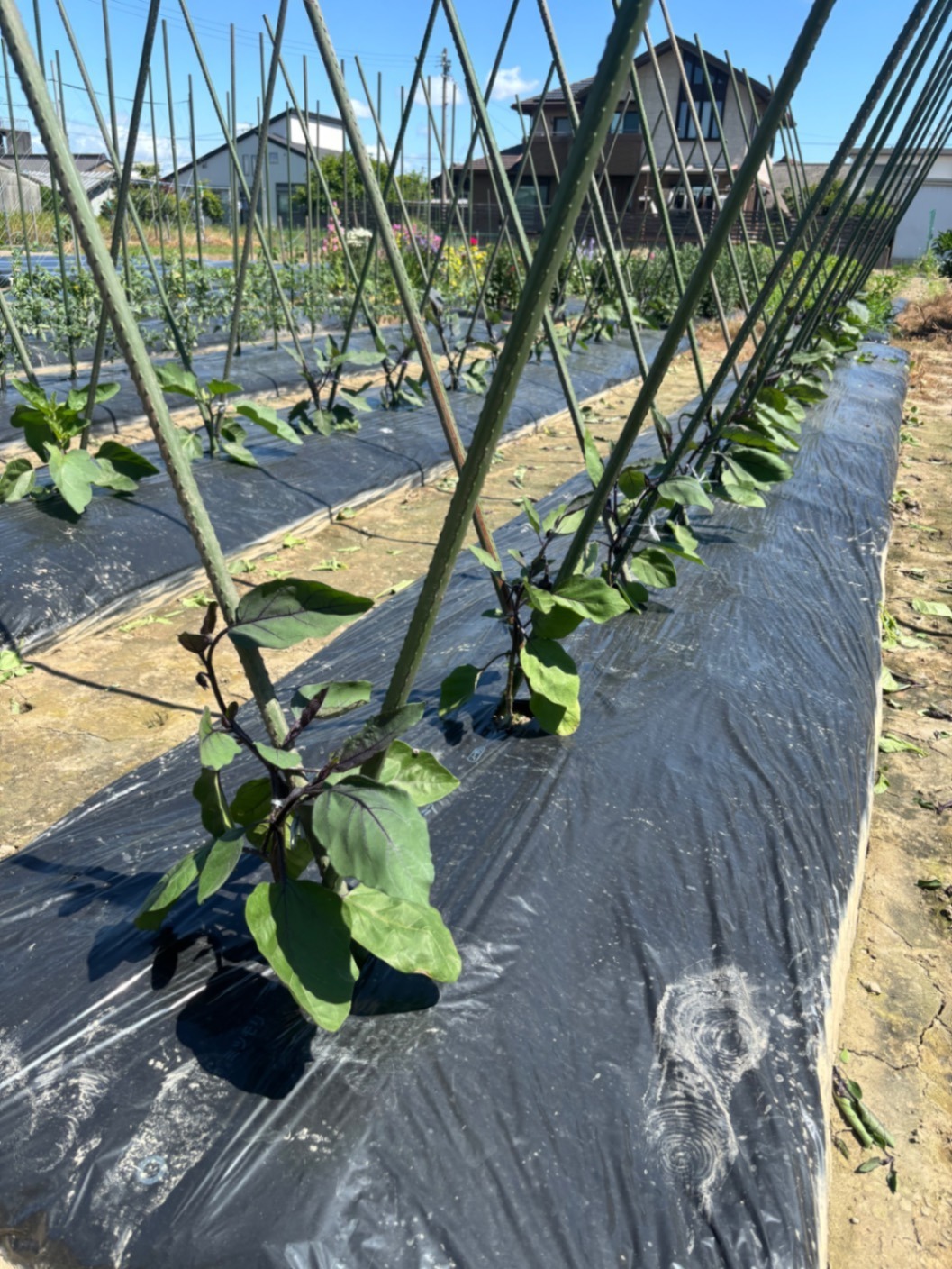 🥒 初夏の採れたて野菜セット【農園受取歓迎】