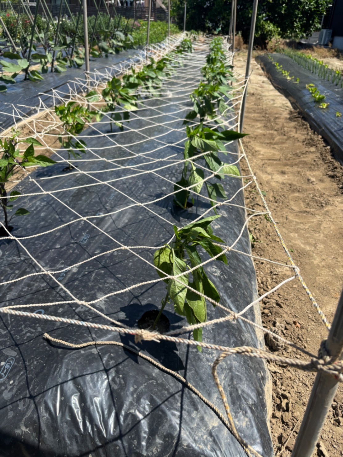 🥒 初夏の採れたて野菜セット【農園受取歓迎】