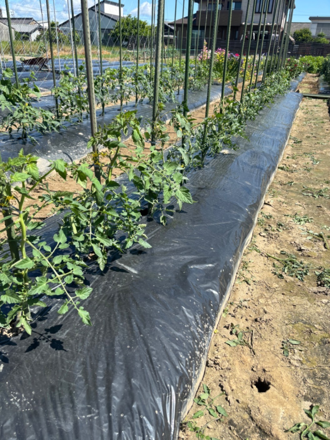 🥒 初夏の採れたて野菜セット【農園受取歓迎】